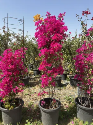 نباتات وتنسيق حدائق