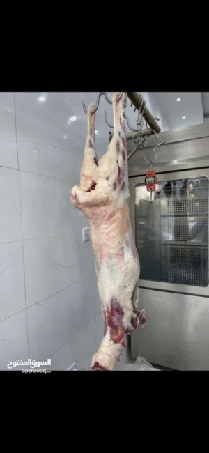 ملحمه للبيع //Butcher shop for sale