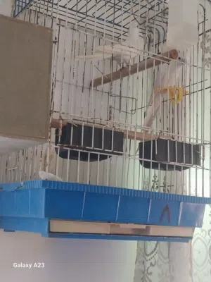 جوزين كوكتيل شغالات تحتهم بيض