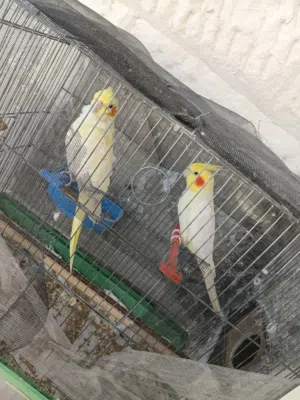 جوز كوكتيل لاتينو للبيع مع بيض وفراخه