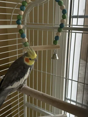 Cocktail bird and beautiful cage