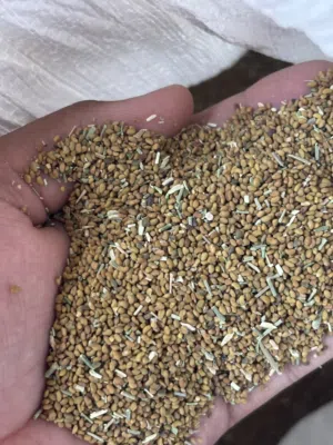 بذر قت عماني اصيل عمر اكثر من ثلاث سنوات