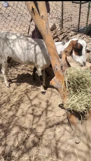 شاه صلاليه مع ولدها حلال طيب