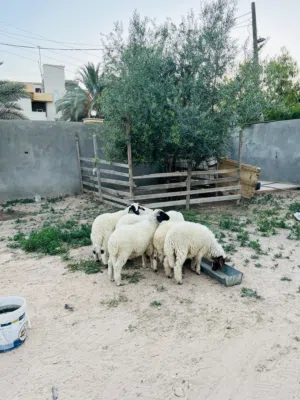 8 ذكور عز ما تمقرس العيد الجاي ثنو حاجه صح