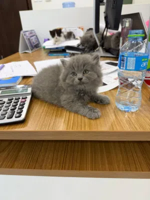 شيرازي العمر شهر ونص