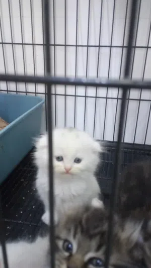 Scottish fold mix 2month's