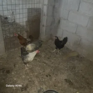 بيع بسعر 45 دينار