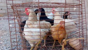 دجاجة عربيه