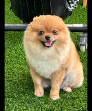 cute dog male