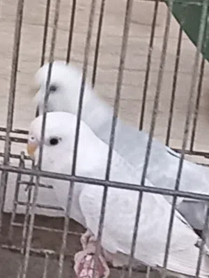 2 كوبيات 130