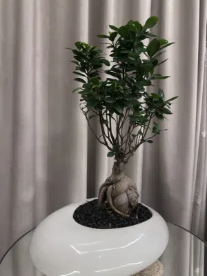 شجرة بونساي