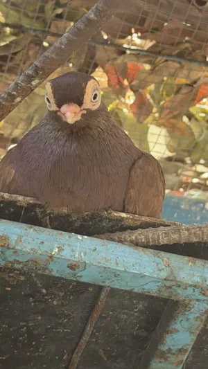 حمام جعفري سودان