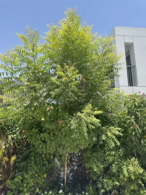 Neem tree around 4 meters
