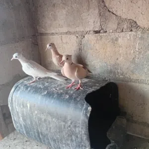 حمام كريم ثلاث حبات مخاليف