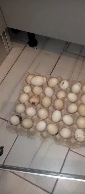 دحي عربي للاكل أو التحضين