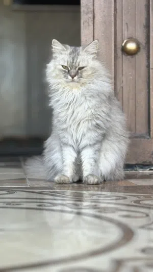 البيع قطه شيرازي