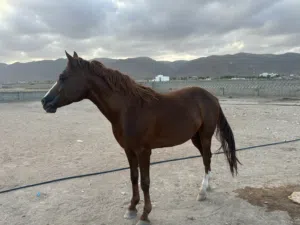 الخيل عربي