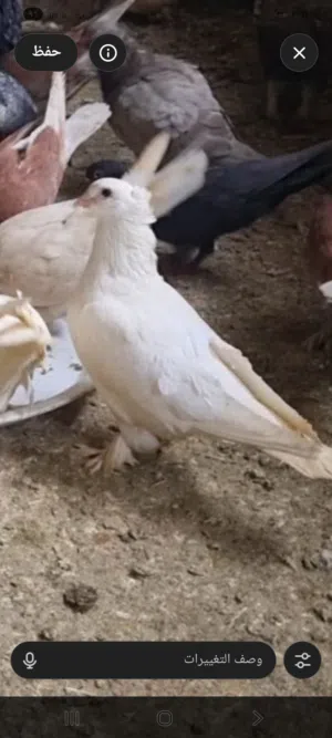 حمام للبيع كوم كامل