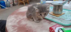 2 months old kittens 4 sale