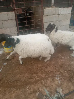 نعجه سلالة الدمان المغربيه والدت تحتهم خروف وفظيمه عمرهم 6شهور ونصف تقريباع ميلادالنعجه سنهااولي جمع