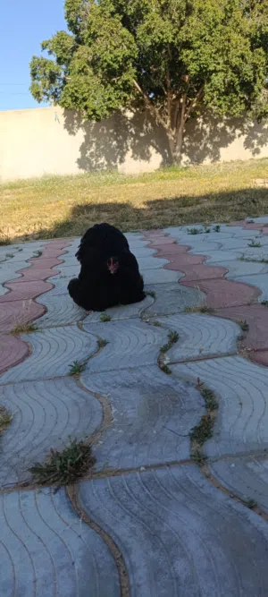 دجاج استراليه تكركيبه الله يبارك في الارض
