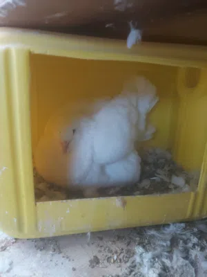 فحل الماني جامبو ع طيره فرنسي