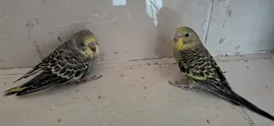 Birds1