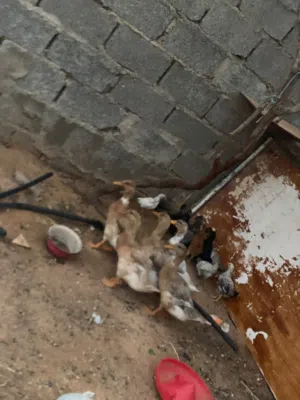 بط زينه ربي يبارك المكان ورشفانه الزهراء