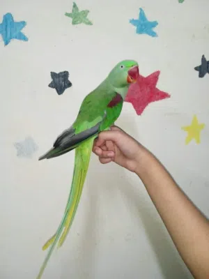 Birds and fish sale 