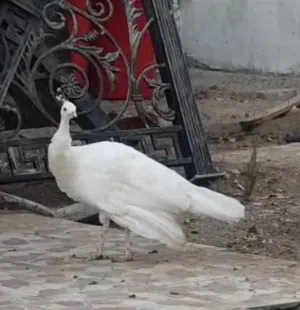 طاوس انثى لون ابيض