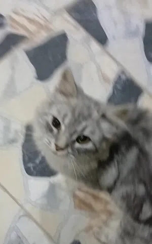 سلام عليكم زوز دكور قطط شيرازي