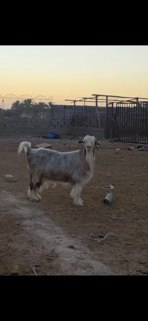 محبين الصنف بسعر ارخص من سعر السوق شاه حلال الرحوب الفاخر