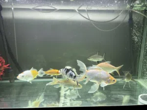 Koi Barb and koi butterfly Barb