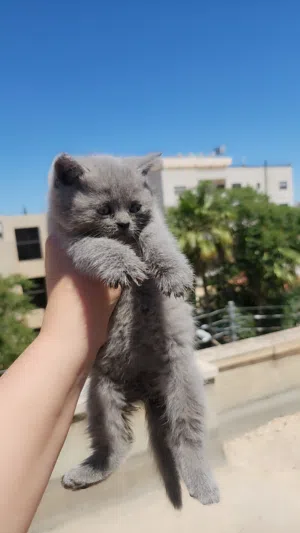 كيان صغيرة العمر شهرين النوع سكوتش