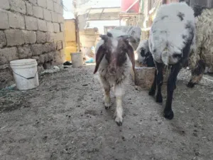 طلي فحل صاحي ياكل ابراسه