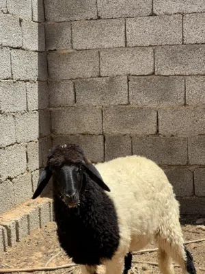 بيع حوليا توميه