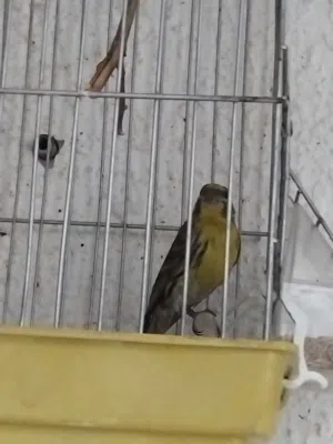 serin cini