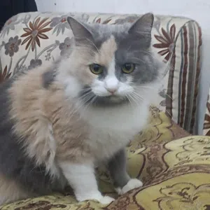 Free cat for adoption