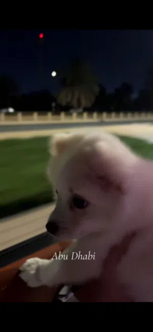 كلاب بابمرينين