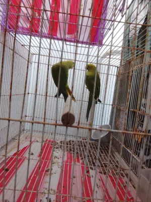 زوج دره