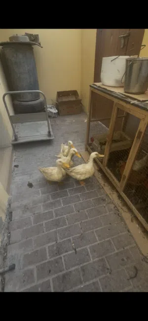 للبيع بط عدد 4