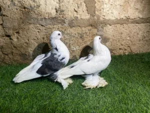 كوبيا هزاز مصوقره الدكر البيض وعلى ضهرا رصاصي والانتى البيضه