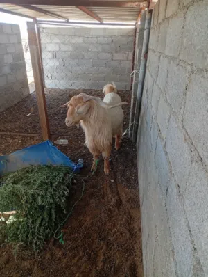 تيس للبيع سمين