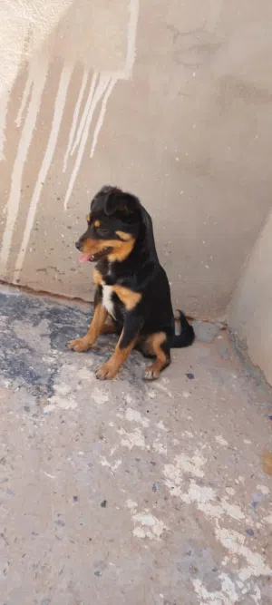 شيواوا أباتشي