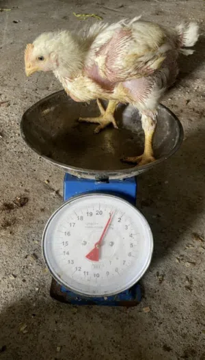 دجاج هندي لاحم