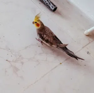 طيور كوكتيل للبيع