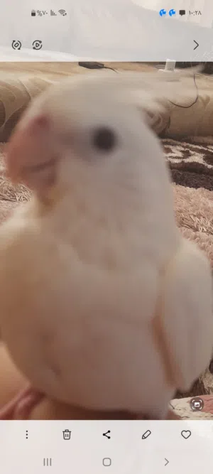 كوبيا البينو