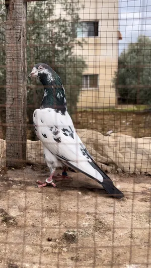 Pigeons3