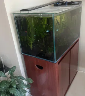 Premium Aquarium with premium accessories and premium fish