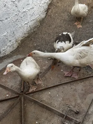 البيع وز ذكور واناث